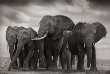 ELEPHANT FIVE, AMBOSELI 200 | 코끼리