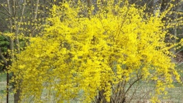 꽃다비forsythia | Gold Forsythia Bush | 꽃
