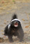 Honey Badger | 동물, 영감