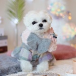 @elishop_official 루팡 #레빗봉봉케이프 솜이 #스윗봉봉케이프 #엘리샵 #강아지케... in 2020 | Teddy bear, Teddy, Animals