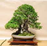 중원분재.조경농원 | Asiatischer garten von 강경량 auf 조경 | Bonsai, Kleine bäume