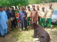 Caught red-handed: Men arrested for selling black bear, rare birds in Rawalpindi Caught red-handed: Men arrested for selling...