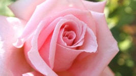 샤론의장미네일(nail rose of sharon) | Red Rose of Sharon_샤론의 장미 2011.04.24 ... | Doovi Easter Cantata_3. Red Rose of Sharon_샤론의 장미 2011.04.24 ...