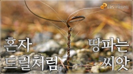 와 이거 라미엘 아니냐? - 에반게리온 마이너 갤러리