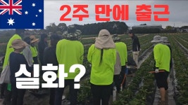 영어 못하는데 호주워홀 가려는 사람들은 "최홀러" 유튜브 꼭 봐라 - 여행-호주, 뉴질랜드 갤러리