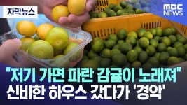 신비한 백토 휠링하우스 | "저기 가면 파란 감귤이 노래져"..신비한 하우스 갔다가 - 기타 국내 드라마 갤러리