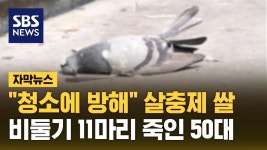 "청소에 방해" 살충제 쌀, 비둘기 11마리 죽인 50대.jpg - 기타 국내 드라마 갤러리