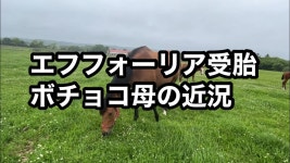 브라노로스터리&초코랩 | 보쵸코랑 브라노 근황 - 우마무스메 마이너 갤러리