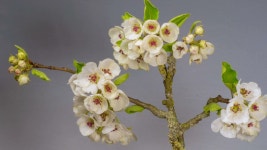 Pear Tree - Unis Abdullaev: 노래 가사, 뮤직 비디오 및 콘서트