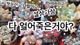 하동다육맘 | 이번 겨울 다육이 다죽인다육맘 - 재테크 마이너 갤러리