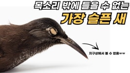 우와 새 소리 대박이다 - 막장 갤러리 우와 새 소리 대박이다 - 막장 갤러리