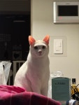 두냥이 집사입니다