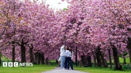 Harrogate 'hanami' as people flock to photograph cherry blossom - BBC News Harrogate 'hanami' as people flock to photograph...