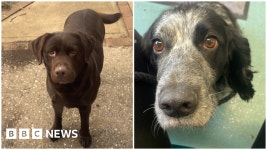 Owners devastated after dogs stolen from home in Great Leighs - BBC News Owners devastated after dogs stolen from home in Great...