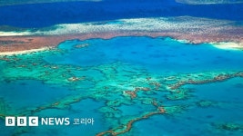 주식회사 베리프 | 기후변화: 그레이트배리어리프, 대규모 백화 또 발생 - BBC News 코리아