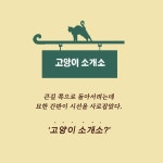 고양이 소개소 | 임두건 | 알라딘 고양이 소개소 | 임두건