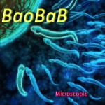 바오밥(BAOBAB)