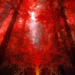 주식회사 코르셀(CORCELL CO., LTD.) | Tears Of The Rainforest - 벅스 Tears Of The Rainforest / Corciolli(코르시올리)