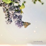 유월의해(sun of june) | 유월의 나비 (June Butterfly)/선셋 그로우(Sunset Glow) - 벅스 유월의 나비 (June Butterfly) / 선셋 그로우(Sunset Glow)