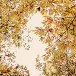 Dream a Little - 벅스 Dream a Little / 멜로우 (Mellow)
