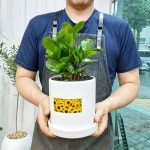 🌻돈 들어오는 화분 해바라기 그림 금전수 15w🌻 | 아이디어스 🌻돈 들어오는 화분 해바라기 그림 금전수 15w🌻
