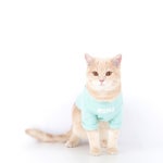 웁시데이지(OOPSIE DAISY) 네임 티셔츠 _ 민트 - 34,000원 | 무신사 스토어 - 셀렉트숍
