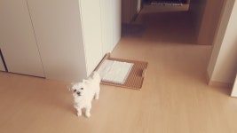 독톡 DOGTOC 독톡 배변판 중대형, 소형 | 집꾸미기 정보부터 구매까지 오늘의집 스토어 DOGTOC 독톡 배변판 중대형, 소형