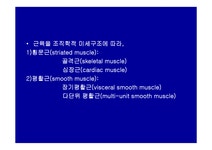 손약사 근육 교실 | 해부생리학 근육생리 - 의약학 해부생리학 근육생리 대학레포트 의약학