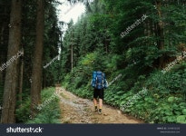 229,096 Forest tour 이미지, 스톡 사진 및 벡터 | Shutterstock