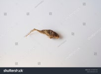 아하토르말린체험카페 | 800 토르말린 이미지, 스톡 사진 및 벡터 | Shutterstock