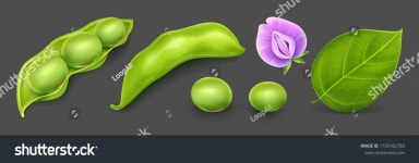 Soy flowers 이미지, 스톡 사진 및 벡터 | Shutterstock