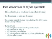 Tejidos, concepto, tejido epitelial slideshare