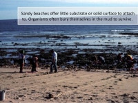 Lecture 6 Intertidal Zones