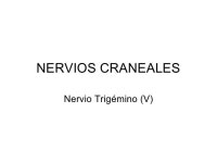 주식회사 충북농협중도매인조합 | Masticadores y trigémino slideshare