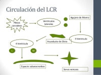 Meninges y Sistema Ventricular slideshare