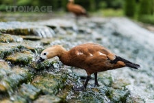 유토이미지 | selective focus of wild bird standing on stones in river with flowing water