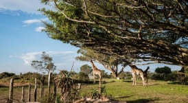 Kragga Kamma Game Park, 그케베르하 (포트 엘리자베스), 남아프리카공화국 - 여기어때 특가