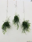 플랜트트리(planttree) | 립살리스 립살리스트리고나 행잉식물 행잉플랜트 공중식물 틸란 틸란시아드 틸란드시아