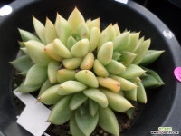김포나린다육 | 나린253 다육철화