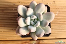 후레뉴 92 다육식물