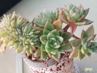 김포나린다육 | 나린철화(수형. 색감 예쁩니다) 다육완성품