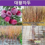 대왕자두 결실주 묘목