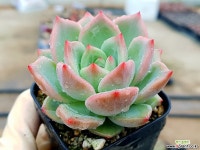 뷰티37.5ºC | 샬롯 37- 다육식물