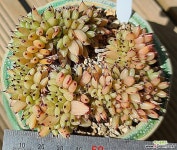 마리아철화 다육식물
