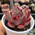 아이스콜 다육식물