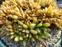 김포나린다육 | 나린철화 다육철화