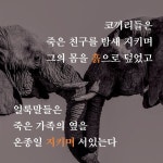 코끼리도 장례식장에 간다 | 케이틀린 오코넬 | 현대지성 - 예스24
