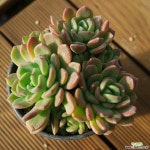 뷰티37.5ºC | 덴트라쨈 1225-37 : 다육식물 - 엑스플랜트