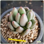 연지곤지화장품성대 | 연지곤지 - 엑스플랜트
