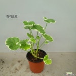 인기 유럽제라늄 5종 ( 골든애니버셔리, 미시즈폴락, 캬라멜레드, 애플블라섬, 화이트링) : 관엽식물 - 엑스플랜트